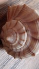 Murex Natural Sea Shell Collectible 2 5 Inch
