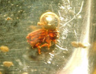 Polished Fossil Amber With A Little Beetle Fossil 100  Natural Colombia 13 2gr