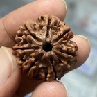 7 Mukhi Natural Nepal Rudraksha Hindu Pooja Prayer Yoga Blessed