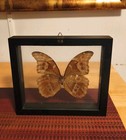 Real Butterfly Blue Morpho Didius In Black Frame Glass