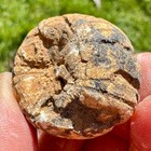 Fossil Flint Echinoid Conulus Sp   sea Urchin  Shepherd s Crown      Cretaceous