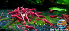10 1 Fire Red Cherry - Freshwater Neocaridina Aquarium Shrimp  Live Guarantee