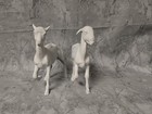 Cm Breyer    Pair Of Goats     Customizing Started