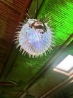 New 8   -9    Puffer Fish Lamp W color Changing Led Tiki Bar Smokin Tikis Oceanic 1a