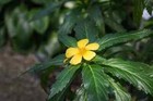 Damiana Turnera Diffusa  2 -8 Inch Live Plant Organic Homegrown