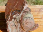 Tcr Willow Creek Obicular Jasper agate lapidary Rough Slab 102 Grams
