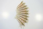 Almost Alive Lures Artificial Shrimp Lure Bait 3-1 4  Natural 10 Pk For Inshore