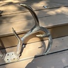 Whitetail Deer Antlers 8 Point Buck Skull Cap Taxidermy Mount Hunting Decoration