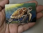 2    X 3    Printed Magnet Of Ooak    sea Turtle    Painting By Original Artist Chasity