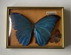 Vintage Framed Blue Morpho Butterfly Display Colombia Bogota 1990s Real Specimen