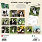 Browntrout   Boston Terrier Puppies 2026 Wall Calendar  12   X 12    16-month Ca
