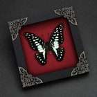 Real Butterfly Taxidermy In Frame 4 7  Gothic Wall Art Spooky Room Decoration