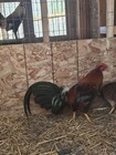 Pure Pinnion Ylh Rooster 