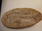 Rhacolepis Buccalis  A Type Of Extinct Ray-finned Fish  110 Million Y o Fossil