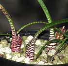 Lachenalia Unifolia Haemanthus Markings  Group Of 4