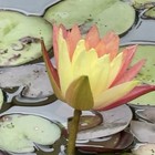 Hardy Water Lily Rhizomes Mixed Colors Live Pond Plant Winter Hardy Tubers