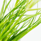 Buy2get1free Juncus Repens Bundle Live Aquarium Plant Freshwater For Fish Tank