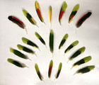 21 Amazon Parrot Green Yellow Red Feathers  Crafts  Fly Fishing  Fans  Headdress