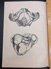 Antique Prints Obstetrics   Gynecology Reproductive Organs Medical Print 1890s