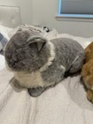 Vintage Avanti Cat Plushies Grey And Orange Tabby