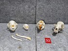 Lot Of 4 Real Animal Skulls Bones Porcupine Badger Red Fox Skunk Pricks   