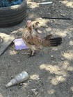 14 Fowl Hatching Eggs 
