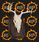 Euro Mount 3-d Printed Deer Skull With 32g  999 Pure Silver Antlers