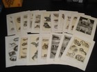Lot 1903  Antique 30  Pc Engravings  Prints Animals All Types Nice
