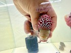 Premium Super Red Dragon Flowerhorn - Vibrant Red - High Quality Live Cichlid