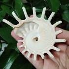 Large Sun Carrier Stellaria Sola Seashell Shell Rare Real Beach Home Deco 3 5-4 