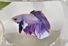 Dumbo Betta Male