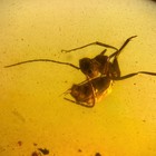 Ant In Burmese   Burmite Amber Fossil   100  Genuine