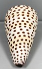 Natural Ivory Cone Seashell Beach Decor Crafts Aquarium Fish Tank Display Shell