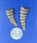 2 Nice Shaped Western Diamondback Rattlesnake Rattle  715-4