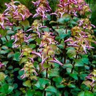 Rotala Pearl Mini   Aquarium Plants Factory  