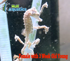 Mated Pair Of Dwarf Seahorses - Saltwater Fish
