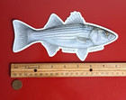 Epf Striped Bass  realistic  Die Cut Glossy Sticker 