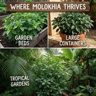 3000  Usa Premium Egyptian Spinach Seeds  molokhia   Non-gmo 3000  Green