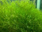 Live Java Moss     1 Starter Portion     Shrimp Safe Aquarium Plant Baby Fish Saver
