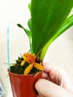 Maxillaria Tenuibulbon  violacea Punctata   Orchid Species