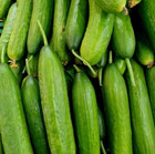 150 Cucumber Seeds Straight Eight Vegetable Spring Heirloom Garden Award Winner