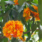Rare Hybrid Ashoka Tree   Saraca Asoca    -  2 Bare-root Plants  seedling 