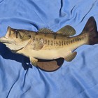 Vtg Real Largemouth Bass Taxidermy Mount 21 1 2     Wall Hanging Fish Decor
