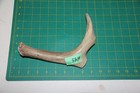 Large Straight Deer Antler Dog Chew  45   Bone Chews Deer Elk Treats Deer 1018