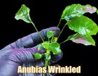 Anubias Wrinkled Live Aquatic Plants Aquarium Plants Freshwater Natural Fishtank