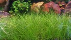 Eleocharis Mini  Hairgrass  extra No Snail  No Algae  Live Aquarium Plants