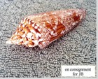 Conus Bengalensis  21  93 5mm Ultra  Rare Gem Beauty From Thailand