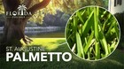 Palmetto   Sod Plugs   Low Maintenance   Hardy   Landscape Plant