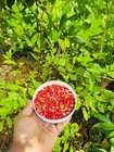 20 Ceylon Tropical Seeds Ayurvedic Free Shipping Us