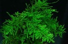 Christmas Moss Vesicularia Golf Ball Size Live Aquarium Plants 4 Balls No Pests 
